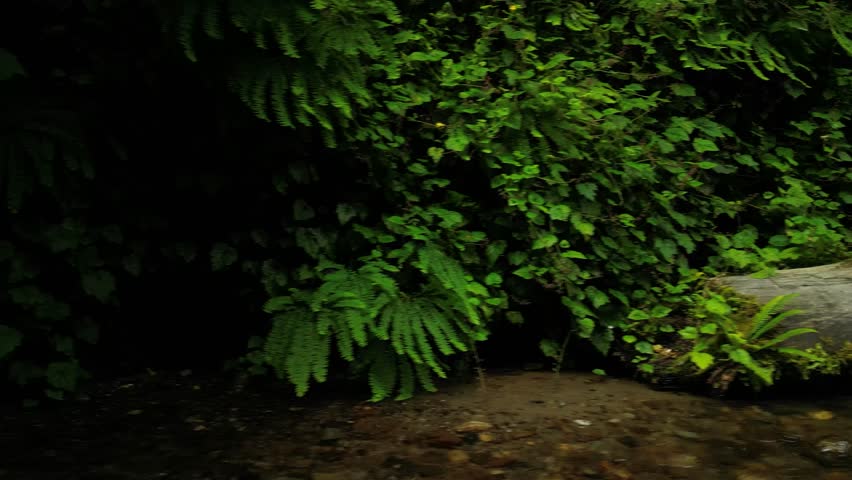 A long tree trunk falling on the stream with foilage plants in the forest