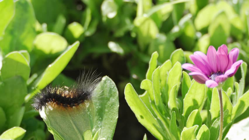 A close-up shot of a Salt Marsh Moth caterpillar moving on a leaf, with a flower next to it.