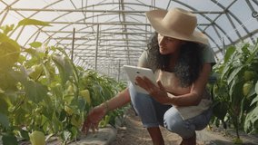 Latin female farmer checking crops in greenhouse, using digital tablet. Latin woman crouching to inspect bell peppers in hothouse, monitoring organic food production - Powered by Shutterstock - Get 15% off with code: PIKWIZARD15