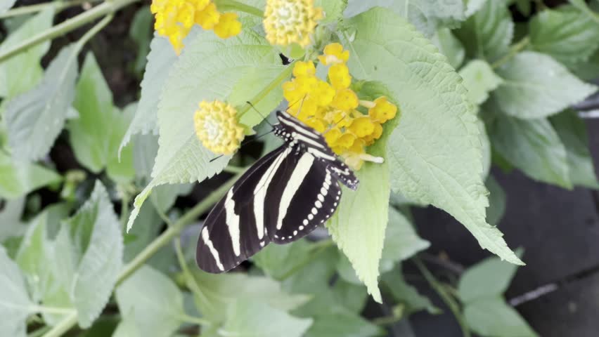 A Zebra Longwing Butterfly drinking the nectar of a yellow flower with its proboscis in the garden in daylight