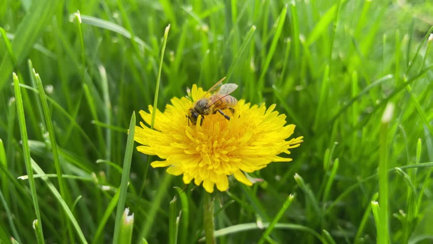 A honey bee feeding on a yellow dandelion in springtime
