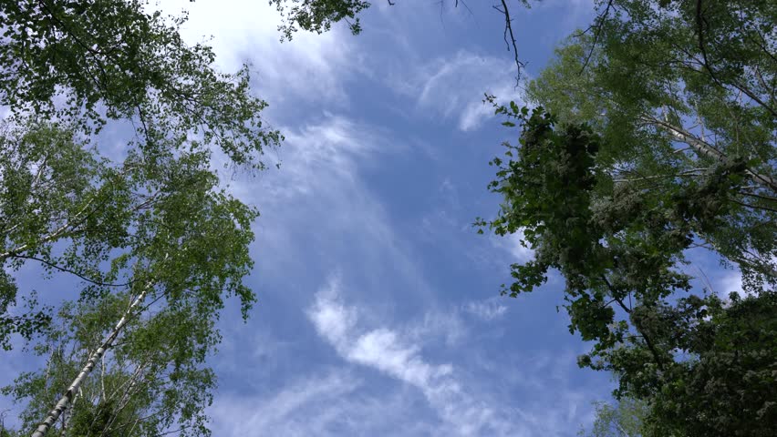 A low angle shot of trees against blue cloudy sky