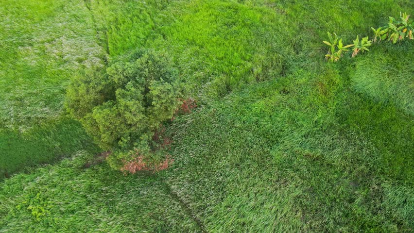 A scenic aerial view of deciduous tree in the middle of green grassy meadow