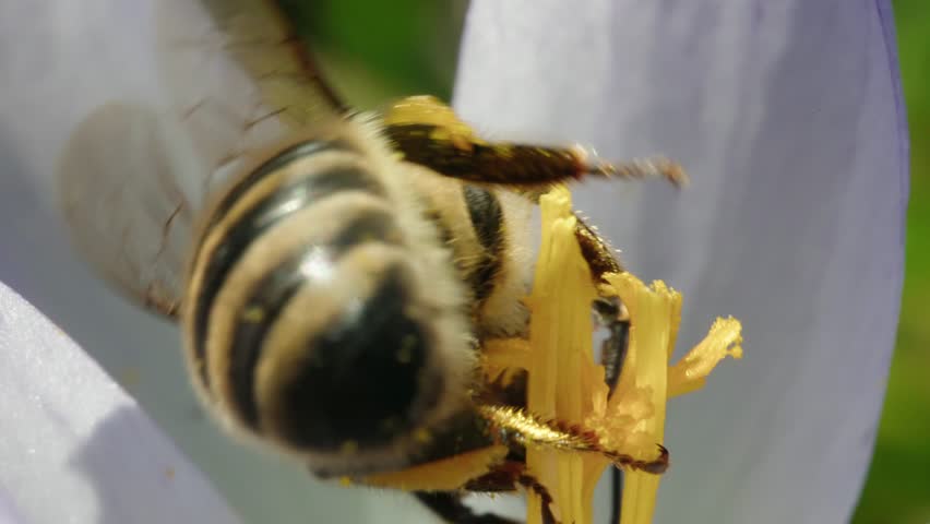A close-up view of a bee collecting nectar from a flower in the daytime