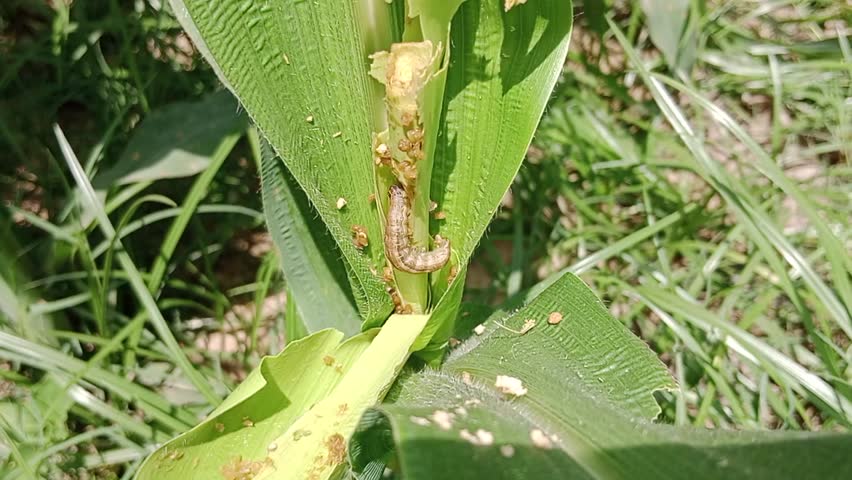 Fall Army Worm Infected Maize Crop.