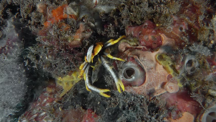 A brightly colored crab with long claws sits on a red sponge growing on the sea floor.
Baba