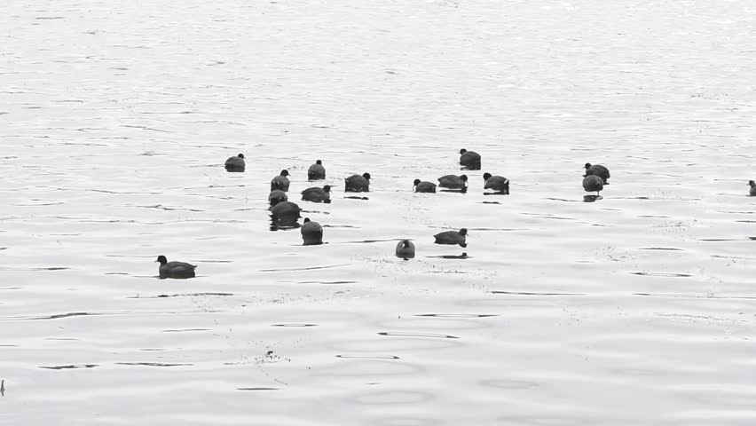 Vadnais Heights, Minnesota. Lake Vadnais Regional Park.  American Coots, Fulica americana floating and resting on lake during fall migration.