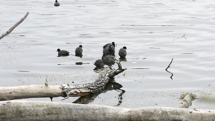 Vadnais Heights, Minnesota.   Lake Vadnais Regional Park.  American Coots, Fulica americana floating and resting on lake during fall migration.
