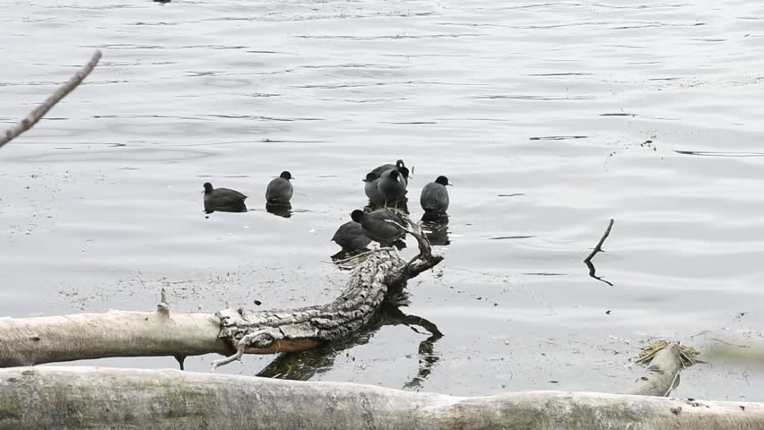 Vadnais Heights, Minnesota.   Lake Vadnais Regional Park.  American Coots, Fulica americana floating and resting on lake during fall migration.