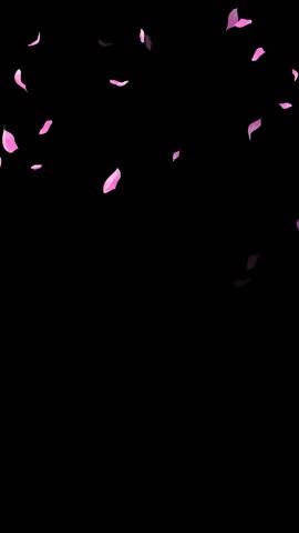 Loop Pink Petals Falling, Black Background, white Background, blue Background