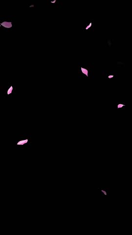 Loop Pink Petals Falling, Black Background, white Background, blue Background