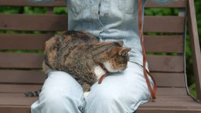 Serious kitten, affectionate girl relaxing resting together in park outside outdoors basking in rays of warm sun. Satisfied cat woman pet lover tenderly caresses beloved kitty on leash sitting on legs - Powered by Shutterstock - Get 15% off with code: PIKWIZARD15