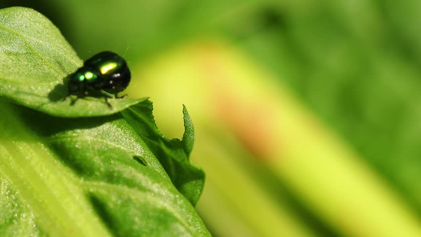 A close-up view of a bug on the leaves on blurry green background