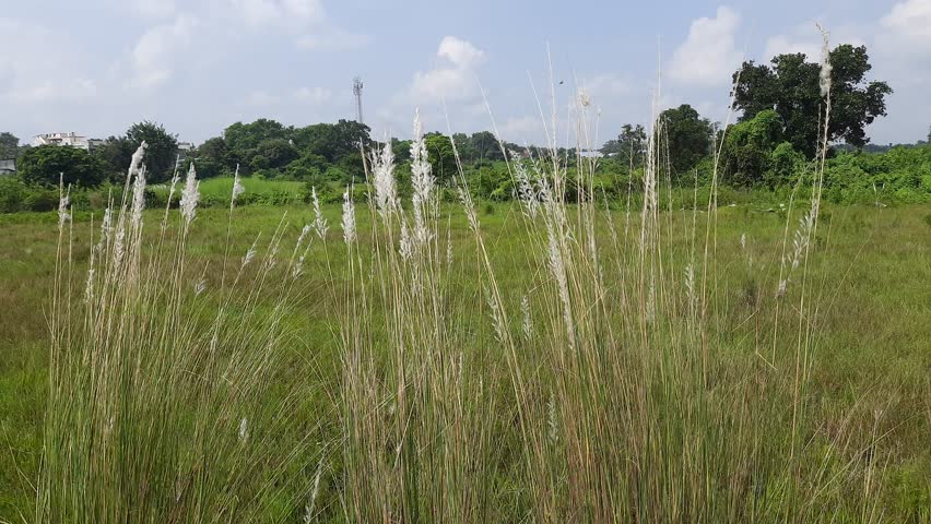 A footage of a feather reed grass (Calamagrostis acutiflora) field