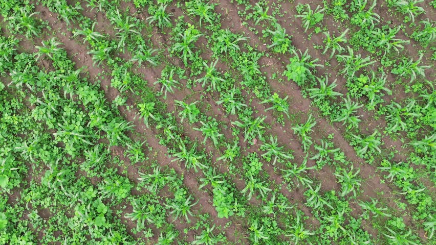 Aerial view of corn fields, agriculture lines, green plants on fertile soil
