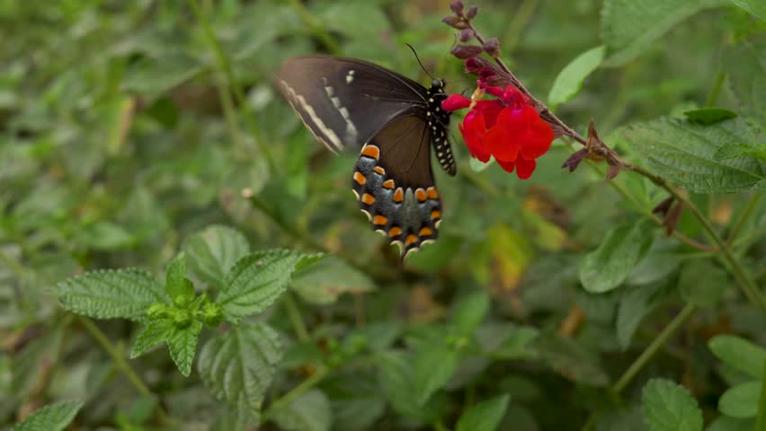 A beautiful butterfly on a red flower