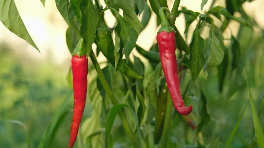 Harvesting chili peppers from a bush