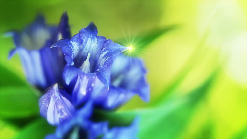 Herb background without focus. Delicate blue flower trembling in the wind. A