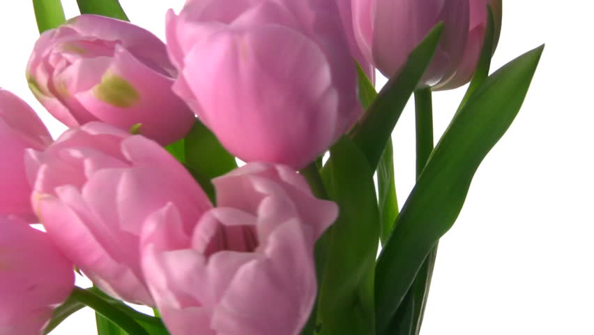 Fresh and tender tulips rotate, showing buds and juicy stems and leaves.