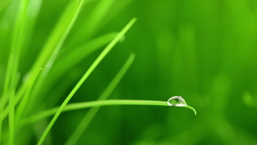 The background with lush green grass without focus. Blade of grass with a drop