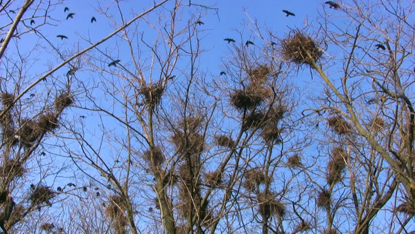Spring. Sunny weather. A lot of black birds flying around. Many nests
