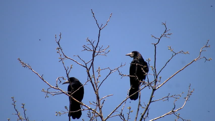 Spring. Blue cloudless sky. Two black ravens sitting quietly. Another nervous
