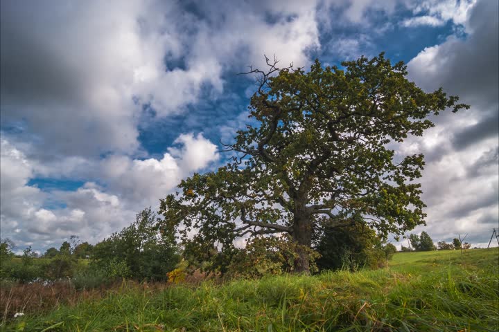 A Time lapse of autumn landscape in the forest with colorful trees under running clouds