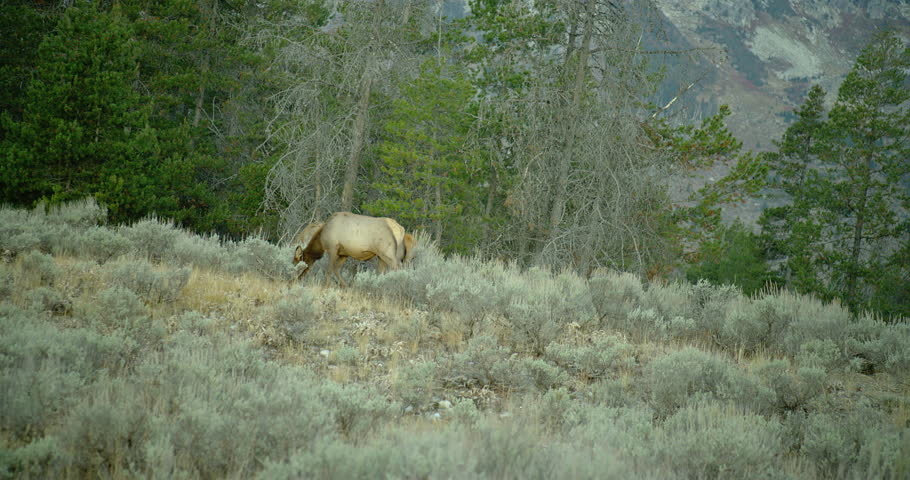Elk by Yellowstone lake Yellowstone National Park In Wyoming