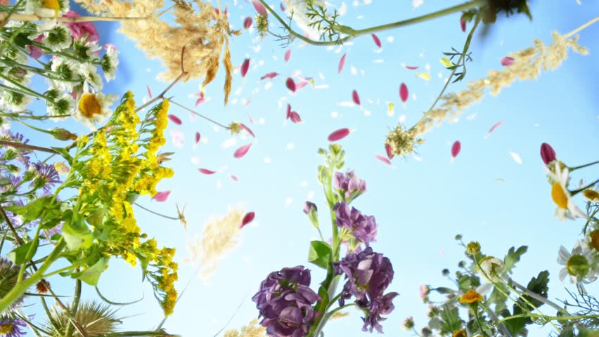 Camera movement , down top slow motion footage of flowers and herbs on a meadow moving in the wind with blue sky