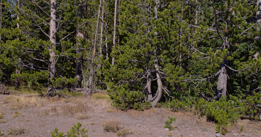 Elk Grazing Near woods of Yellowstone National Park In Wyoming