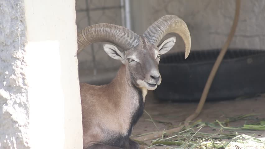 Urial, also known as the arkars or shapo, is a wild sheep native to Central and South Asia. Wild sheep Urial, Ovis orientalis vignei, in the nature habitat. Close up of urial. Beautiful Footage.