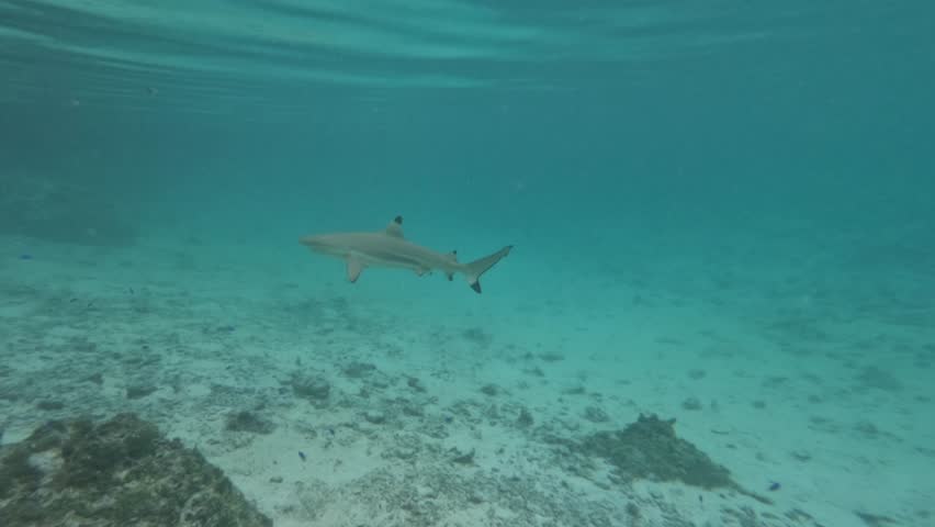 Blacktip reef shark passing close in underwater channel