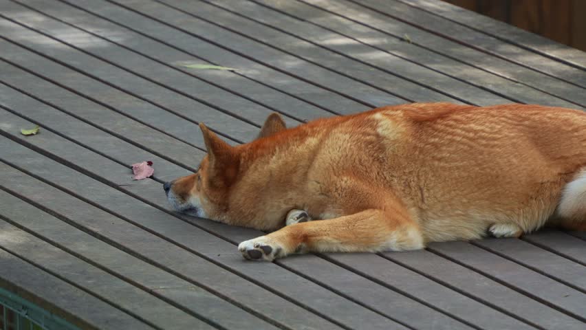 Close up shot of a dingo lying flat on stomach on the wooden platform, close up shot of Australian native wildlife species.