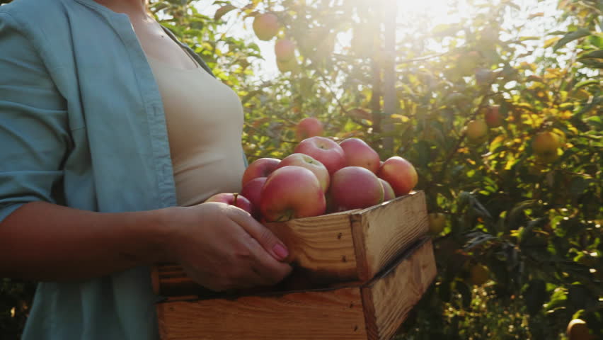 A female farmer, walking along the garden in the rays of sunlight, carries a wooden crate filled with a harvest of organically grown apples