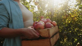 A female farmer, walking along the garden in the rays of sunlight, carries a wooden crate filled with a harvest of organically grown apples - Powered by Shutterstock - Get 15% off with code: PIKWIZARD15