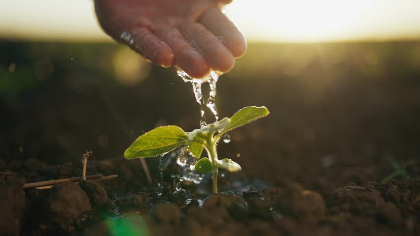 Irrigation of sprouts in agricultural field, closeup of farmer hand and plant. Growing plants and seedling for food industry in fertile soil, eco-friendly farming, agribusiness, horticulture business