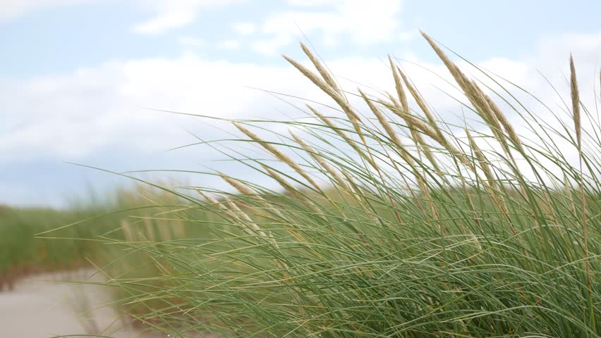 Grass growing on coastal sand dunes in Skagen, Denmark. Plant Ammophila Arenaria sways in the wind on a dune near the Baltic and North sea. High quality 4k video