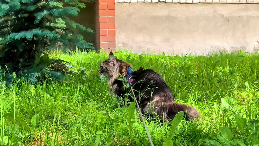 Adult Maine coon with leash on green grass, handheld view