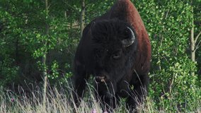 Mountain Bison On Windy Day At Kluane National Park, Yukon Territory, Canada. closeup shot - Powered by Shutterstock - Get 15% off with code: PIKWIZARD15