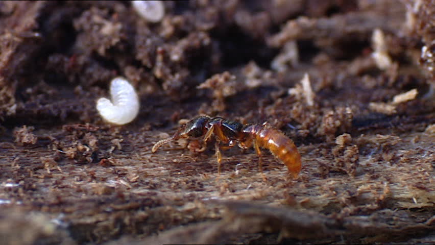 Cerapachys ant