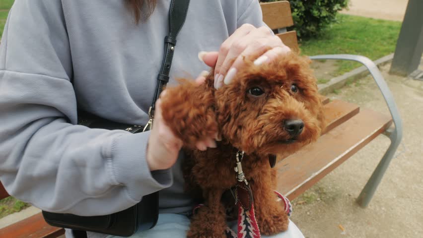 A brown poodle with fluffy coat is being held outdoors, showcasing its adorable features