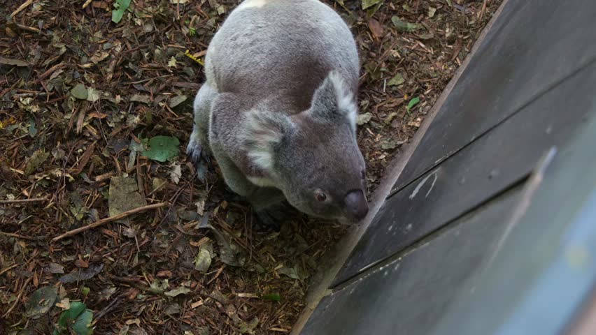 A captivated koala (phascolarctos cinereus), trying to jump over the wall from the ground, attempting to escape the wildlife enclosure, close up shot.