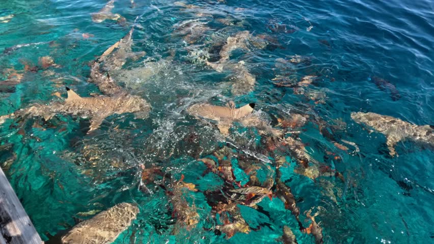 Blacktip reef sharks feeding on surface filmed from above the water