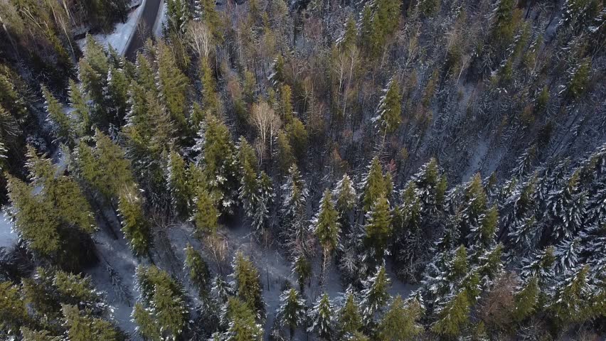 An aerial view of Shuswap lake, British Columbia Forest