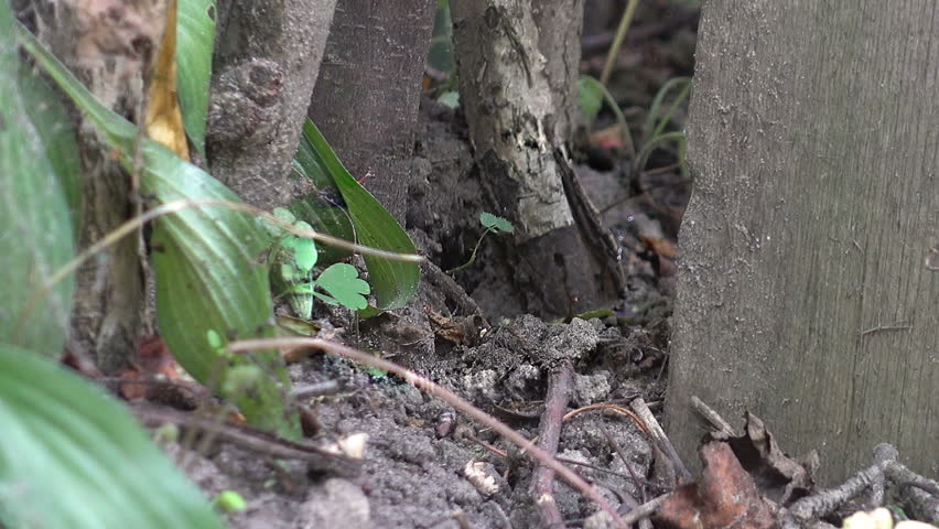 The mouse cautiously peered out of the hole, looked around, and then hid in the hole.