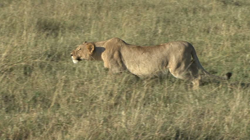 A LIONESS IN STALKING MODE
