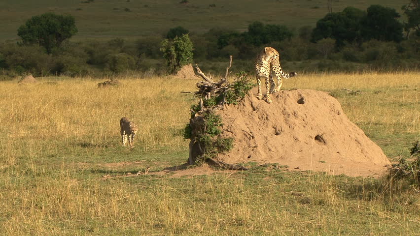 A Cheetah approaches another cheetah on a termite mound in the Masai Mara -