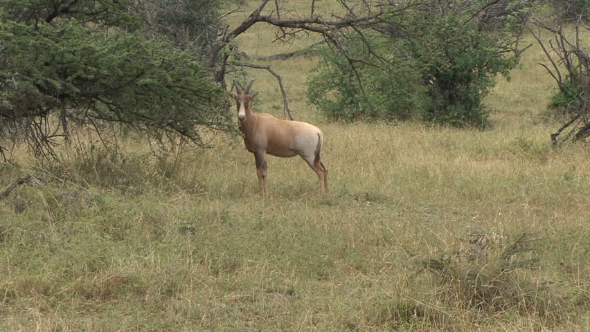 
A topi with rare white markings at Ol Kinyei conservancy in Kenya, Africa.  