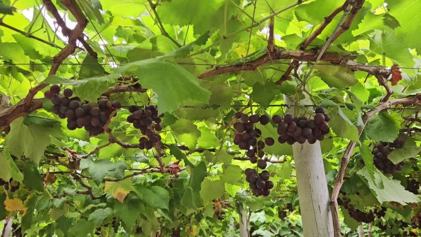 4k pan tilt vine trellises full of fruit on the branches in Phan Rang, Vietnam. Harvesting grapes concept. 