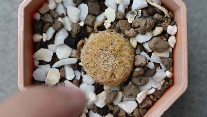 Handheld shot of someone touching a rotten Mammillaria cactus. Cactus rot is one of the main causes of cactus death from fungal and bacterial diseases attack.